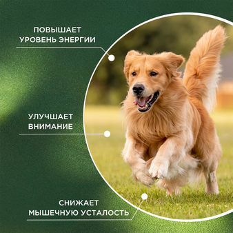 proPhyto ProPhyto Энерджи Буст,  100 шт (изображение 3)